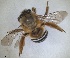  ( - ZMA.INS.5187535)  @11 [ ] by-nc-sa (2024) Unspecified Naturalis Biodiversity Centre