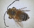  ( - ZMA.INS.5187537)  @11 [ ] by-nc-sa (2024) Unspecified Naturalis Biodiversity Centre