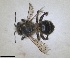  ( - ZMA.INS.5187547)  @11 [ ] by-nc-sa (2024) Unspecified Naturalis Biodiversity Centre