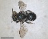  ( - ZMA.INS.5187550)  @11 [ ] by-nc-sa (2024) Unspecified Naturalis Biodiversity Centre