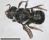  ( - ZMA.INS.5187551)  @11 [ ] by-nc-sa (2024) Unspecified Naturalis Biodiversity Centre