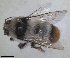  ( - ZMA.INS.837823)  @11 [ ] by-nc-sa (2024) Unspecified Naturalis Biodiversity Centre