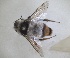  ( - ZMA.INS.837886)  @11 [ ] by-nc-sa (2024) Unspecified Naturalis Biodiversity Centre