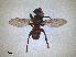  ( - ZMA.INS.867781)  @11 [ ] by-nc-sa (2023) Unspecified Naturalis Biodiversity Centre