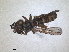  (Leopoldius brevirostris - ZMA.INS.868254)  @11 [ ] by-nc-sa (2023) Unspecified Naturalis Biodiversity Centre