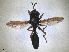  ( - ZMA.INS.868259)  @11 [ ] by-nc-sa (2023) Unspecified Naturalis Biodiversity Centre