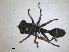  (Physocephala nigra - ZMA.INS.868293)  @11 [ ] by-nc-sa (2023) Unspecified Naturalis Biodiversity Centre