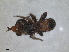  ( - ZMA.INS.871243)  @11 [ ] by-nc-sa (2024) Unspecified Naturalis Biodiversity Centre