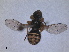  ( - ZMA.INS.933616)  @11 [ ] by-nc-sa (2023) Unspecified Naturalis Biodiversity Centre