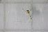  ( - BGE_00385_C10)  @11 [ ] CreativeCommons Attribution (2024) Department of Invertebrate Zoology, University of Lodz Department of Invertebrate Zoology, University of Lodz