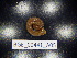  (Karpatophyllon - BGE_00441_A05)  @11 [ ] CreativeCommons Attribution NonCommercial ShareAlike (2021) (2021) University of Lodz University of Lodz