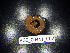  ( - BGE_00441_C02)  @11 [ ] CreativeCommons Attribution NonCommercial ShareAlike (2021) (2021) University of Lodz University of Lodz