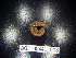  (Polydesmus tatranus - BGE_00441_C08)  @11 [ ] CreativeCommons Attribution NonCommercial ShareAlike (2021) (2021) University of Lodz University of Lodz