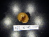  (Glomeris mnischechi - BGE_00441_D07)  @11 [ ] CreativeCommons Attribution NonCommercial ShareAlike (2021) (2021) University of Lodz University of Lodz