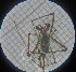  ( - BGE_00460_H5)  @11 [ ] CreativeCommons Attribution NonCommercial ShareAlike (2021) (2025) University of Lodz University of Lodz
