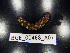  (Polydesmus polonicus - BGE_00468_A07)  @11 [ ] CreativeCommons Attribution NonCommercial ShareAlike (2021) (2021) University of Lodz University of Lodz