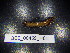  (Lithobius proximus - BGE_00469_H01)  @11 [ ] CreativeCommons Attribution NonCommercial ShareAlike (2021) (2021) University of Lodz University of Lodz