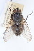  (Billaea adelpha - BGE_00413_C10)  @11 [ ] CreativeCommons - Attribution Non-Commercial Share-Alike (2024) Unspecified Zoologisches Forschungsmuseum Alexander Koenig