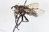  (Eurithia cristata - BGE_00413_F05)  @11 [ ] CreativeCommons - Attribution Non-Commercial Share-Alike (2024) Unspecified Zoologisches Forschungsmuseum Alexander Koenig