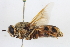  ( - BGE_00415_F05)  @11 [ ] CreativeCommons - Attribution Non-Commercial Share-Alike (2024) Unspecified Zoologisches Forschungsmuseum Alexander Koenig
