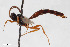  ( - BGE_00405_D12)  @11 [ ] CreativeCommons - Attribution Non-Commercial Share-Alike (2023) Unspecified Zoologisches Forschungsmuseum Alexander Koenig
