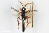 ( - BGE_00403_D06)  @11 [ ] CreativeCommons - Attribution Non-Commercial Share-Alike (2023) Unspecified Zoologisches Forschungsmuseum Alexander Koenig