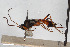  ( - BGE_00405_D09)  @11 [ ] CreativeCommons - Attribution Non-Commercial Share-Alike (2023) Unspecified Zoologisches Forschungsmuseum Alexander Koenig