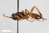  ( - BGE_00404_F06)  @11 [ ] CreativeCommons - Attribution Non-Commercial Share-Alike (2023) Unspecified Zoologisches Forschungsmuseum Alexander Koenig