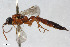  (Heterischnus ridibundus - BGE_00405_D03)  @11 [ ] CreativeCommons - Attribution Non-Commercial Share-Alike (2023) Unspecified Zoologisches Forschungsmuseum Alexander Koenig