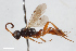  (Phygadeuon canaliculatus - BGE_00407_C01)  @11 [ ] CreativeCommons - Attribution Non-Commercial Share-Alike (2023) Unspecified Zoologisches Forschungsmuseum Alexander Koenig