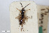 (Dichrogaster genalis - BGE_00405_B07)  @11 [ ] CreativeCommons - Attribution Non-Commercial Share-Alike (2023) Unspecified Zoologisches Forschungsmuseum Alexander Koenig