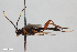  ( - BGE_00406_H01)  @11 [ ] CreativeCommons - Attribution Non-Commercial Share-Alike (2023) Unspecified Zoologisches Forschungsmuseum Alexander Koenig