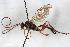  ( - BGE_00403_D01)  @11 [ ] CreativeCommons - Attribution Non-Commercial Share-Alike (2023) Unspecified Zoologisches Forschungsmuseum Alexander Koenig