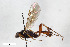  (Barytarbes flavoscutellatus - BGE_00402_A11)  @11 [ ] CreativeCommons - Attribution Non-Commercial Share-Alike (2023) Unspecified Zoologisches Forschungsmuseum Alexander Koenig