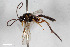 ( - BGE_00404_H04)  @11 [ ] CreativeCommons - Attribution Non-Commercial Share-Alike (2023) Unspecified Zoologisches Forschungsmuseum Alexander Koenig
