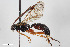  ( - BGE_00405_G10)  @11 [ ] CreativeCommons - Attribution Non-Commercial Share-Alike (2023) Unspecified Zoologisches Forschungsmuseum Alexander Koenig