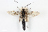  (Heresiarchini - BGE_00402_C03)  @11 [ ] CreativeCommons - Attribution Non-Commercial Share-Alike (2023) Unspecified Zoologisches Forschungsmuseum Alexander Koenig