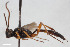  ( - BGE_00404_H07)  @11 [ ] CreativeCommons - Attribution Non-Commercial Share-Alike (2023) Unspecified Zoologisches Forschungsmuseum Alexander Koenig