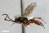  (Dicaelotus erythrostoma - BGE_00405_A08)  @11 [ ] CreativeCommons - Attribution Non-Commercial Share-Alike (2023) Unspecified Zoologisches Forschungsmuseum Alexander Koenig