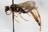  (Diphyus tricolor - BGE_00405_B09)  @11 [ ] CreativeCommons - Attribution Non-Commercial Share-Alike (2023) Unspecified Zoologisches Forschungsmuseum Alexander Koenig