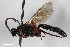  (Eurylabus tristis - BGE_00405_F12)  @11 [ ] CreativeCommons - Attribution Non-Commercial Share-Alike (2023) Unspecified Zoologisches Forschungsmuseum Alexander Koenig