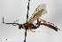  (Exephanes femoralis - BGE_00405_G02)  @11 [ ] CreativeCommons - Attribution Non-Commercial Share-Alike (2023) Unspecified Zoologisches Forschungsmuseum Alexander Koenig