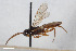  (Herpestomus nasutus - BGE_00405_F01)  @11 [ ] CreativeCommons - Attribution Non-Commercial Share-Alike (2023) Unspecified Zoologisches Forschungsmuseum Alexander Koenig