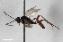  (Cratichneumon semirufus - BGE_00404_D04)  @11 [ ] CreativeCommons - Attribution Non-Commercial Share-Alike (2023) Unspecified Zoologisches Forschungsmuseum Alexander Koenig