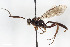  (Acolobus - BGE_00403_A07)  @11 [ ] CreativeCommons - Attribution Non-Commercial Share-Alike (2023) Unspecified Zoologisches Forschungsmuseum Alexander Koenig