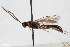  (Homotherus magus - BGE_00405_F02)  @11 [ ] CreativeCommons - Attribution Non-Commercial Share-Alike (2023) Unspecified Zoologisches Forschungsmuseum Alexander Koenig