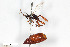  (Asthenolabus stellae - BGE_00403_D02)  @11 [ ] CreativeCommons - Attribution Non-Commercial Share-Alike (2023) Unspecified Zoologisches Forschungsmuseum Alexander Koenig