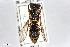  (Allodynerus floricola - BGE_00402_H05)  @11 [ ] CreativeCommons - Attribution Non-Commercial Share-Alike (2023) Unspecified Zoologisches Forschungsmuseum Alexander Koenig