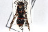  (Ancistrocerus haematodes - BGE_00404_B07)  @11 [ ] CreativeCommons - Attribution Non-Commercial Share-Alike (2023) Unspecified Zoologisches Forschungsmuseum Alexander Koenig