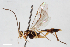  (Megastylus pleuralis - BGE_00406_G01)  @11 [ ] CreativeCommons - Attribution Non-Commercial Share-Alike (2023) Unspecified Zoologisches Forschungsmuseum Alexander Koenig